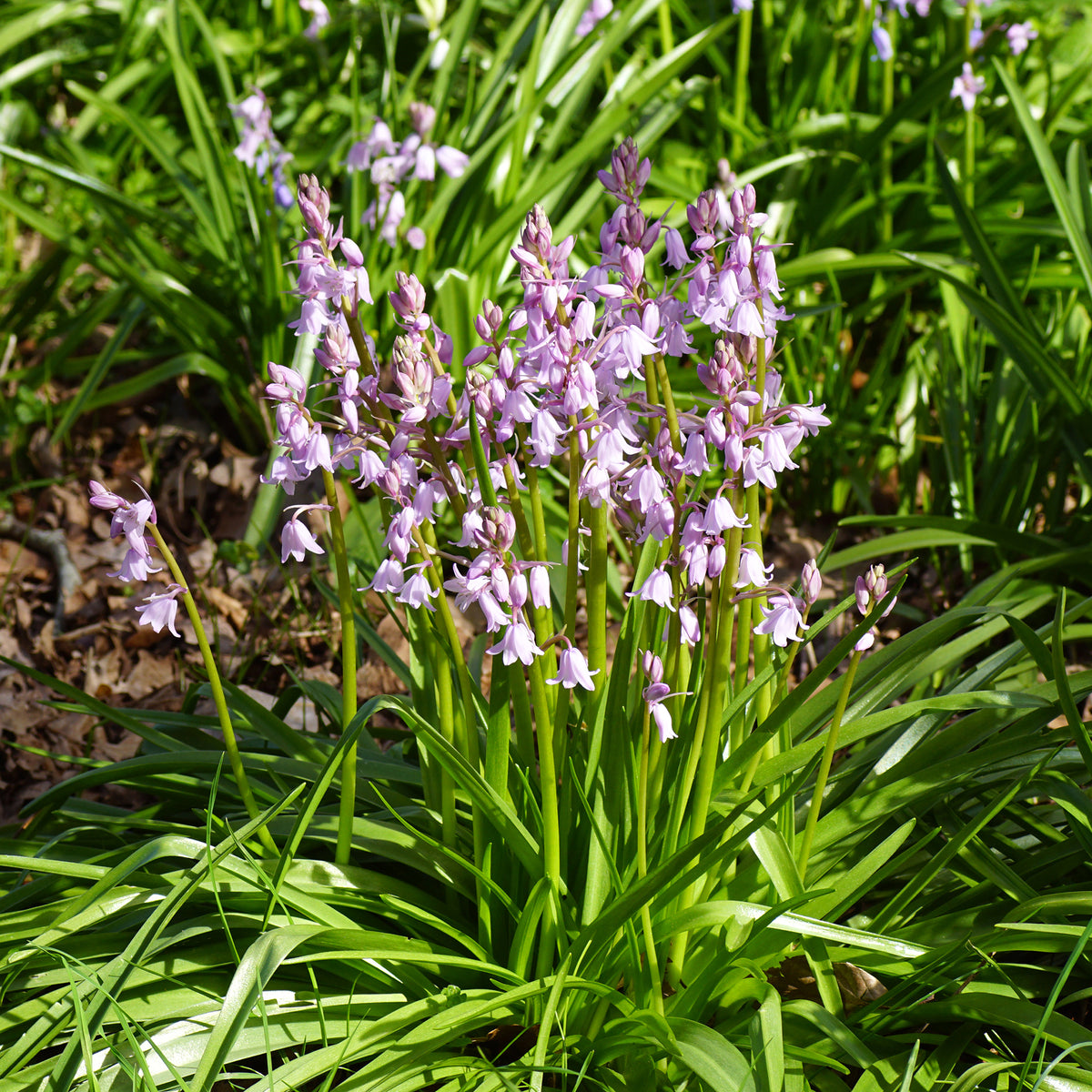 Hyacinthoides gemengd (x10)