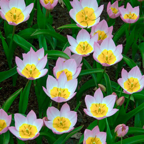 Verkoop Wildtulpen Bakeri Lilac Wonder (x10)
