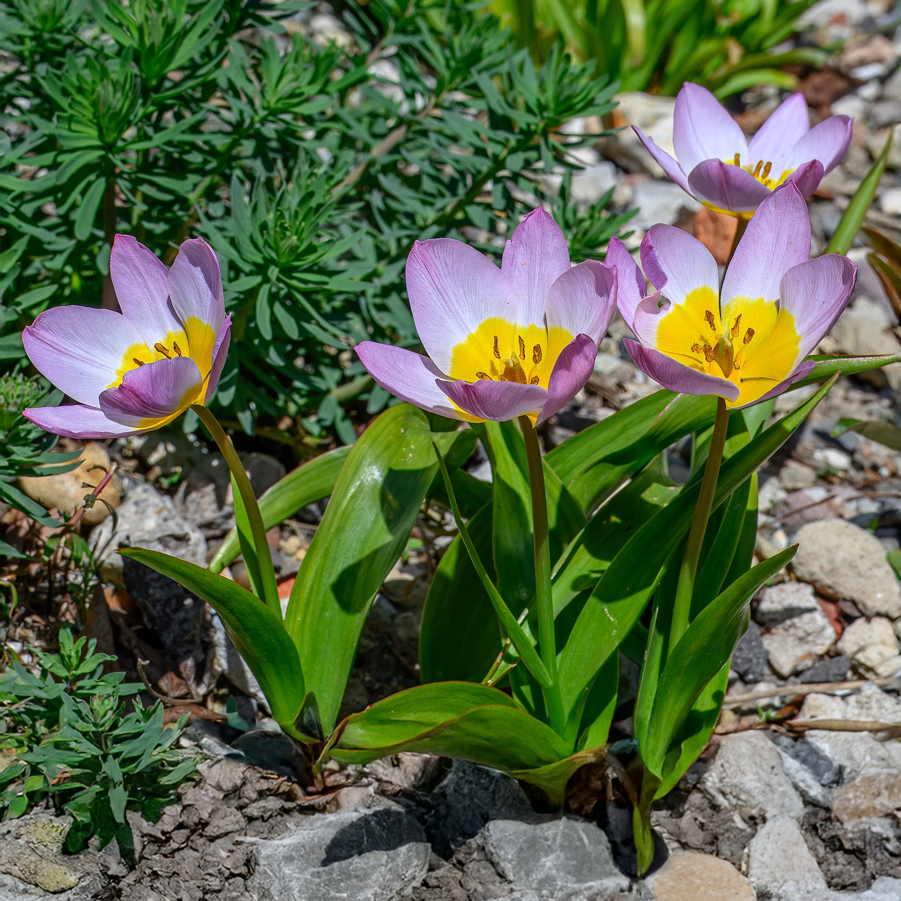 Wildtulpen Bakeri Lilac Wonder (x10) - Willemse