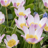 Tulpen - Wildtulpen Bakeri Lilac Wonder (x10) - Tulipa Lilac Wonder