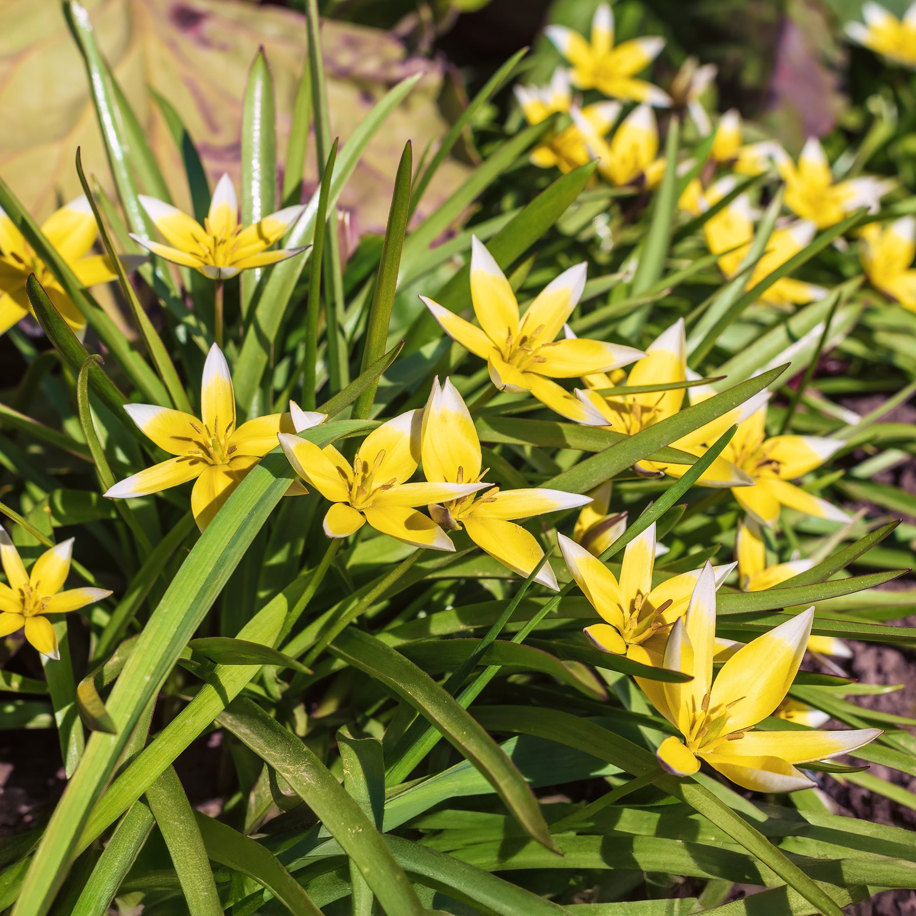 Wildtulpen Tarda (x10) - Willemse