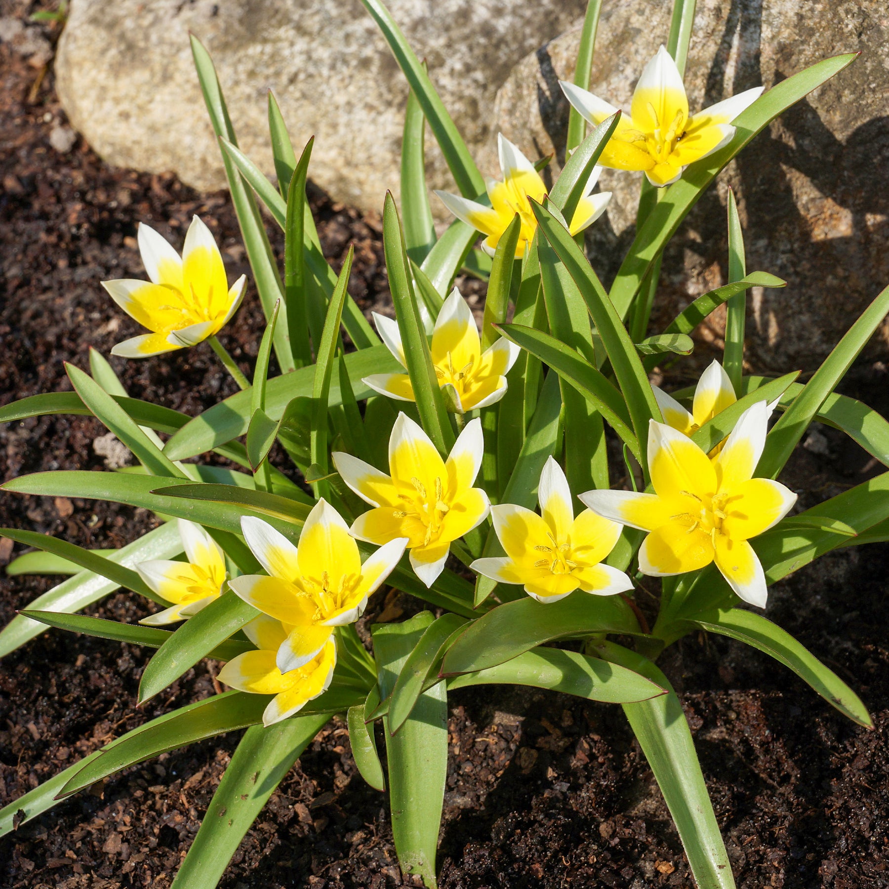 Wildtulpen Tarda (x10) - Tulipa tarda - Willemse