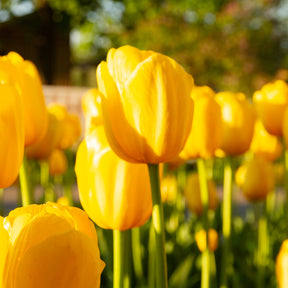 Langstelige tulp geel (x5) - Tulipa - Willemse