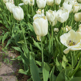 Langstelige tulp wit (x5) - Willemse
