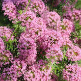 Perzische Kruisjesplant