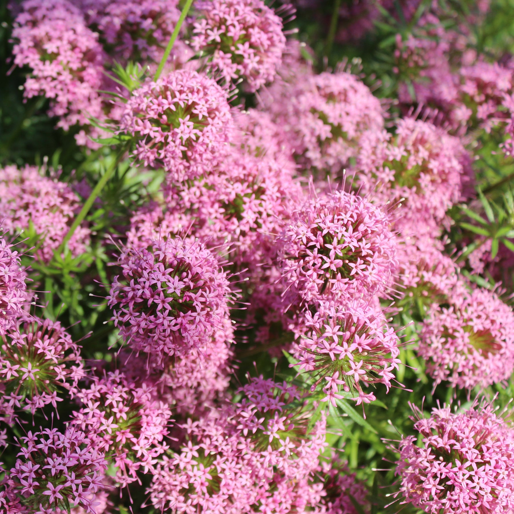 Perzische Kruisjesplant