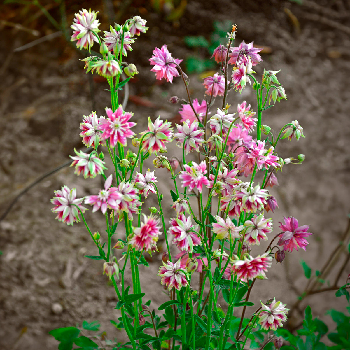 Akelei 'Nora Barlow' - Willemse