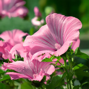 Struikmalva (x2) - Lavatera - Willemse