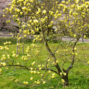 Magnolia 'Yellow Lantern' - Magnolia Yellow Lantern - Willemse