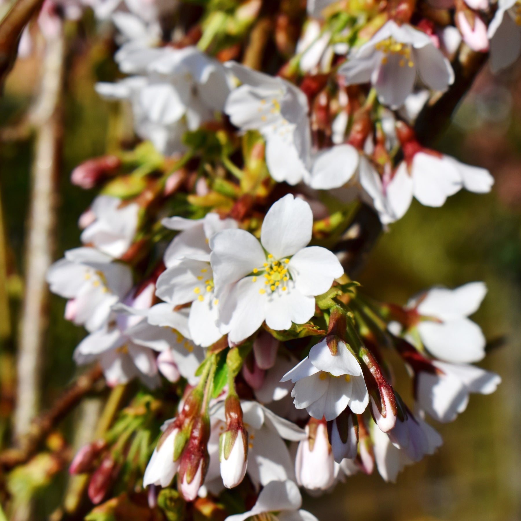Treursierkers 'Snow Fountains' - Prunus Snow Fountains - Willemse