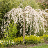 Japanse kersenbloesem - Prunus - Treursierkers 'Snow Fountains' - Prunus Snow Fountains
