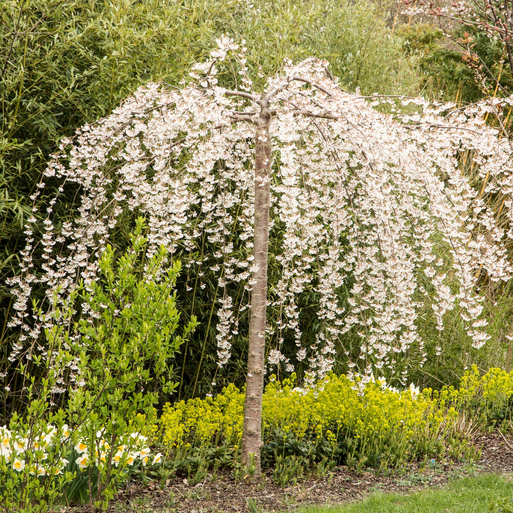 Japanse kersenbloesem - Prunus - Treursierkers 'Snow Fountains' - Prunus Snow Fountains