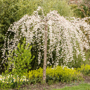 Japanse kersenbloesem - Prunus - Treursierkers 'Snow Fountains' - Prunus Snow Fountains