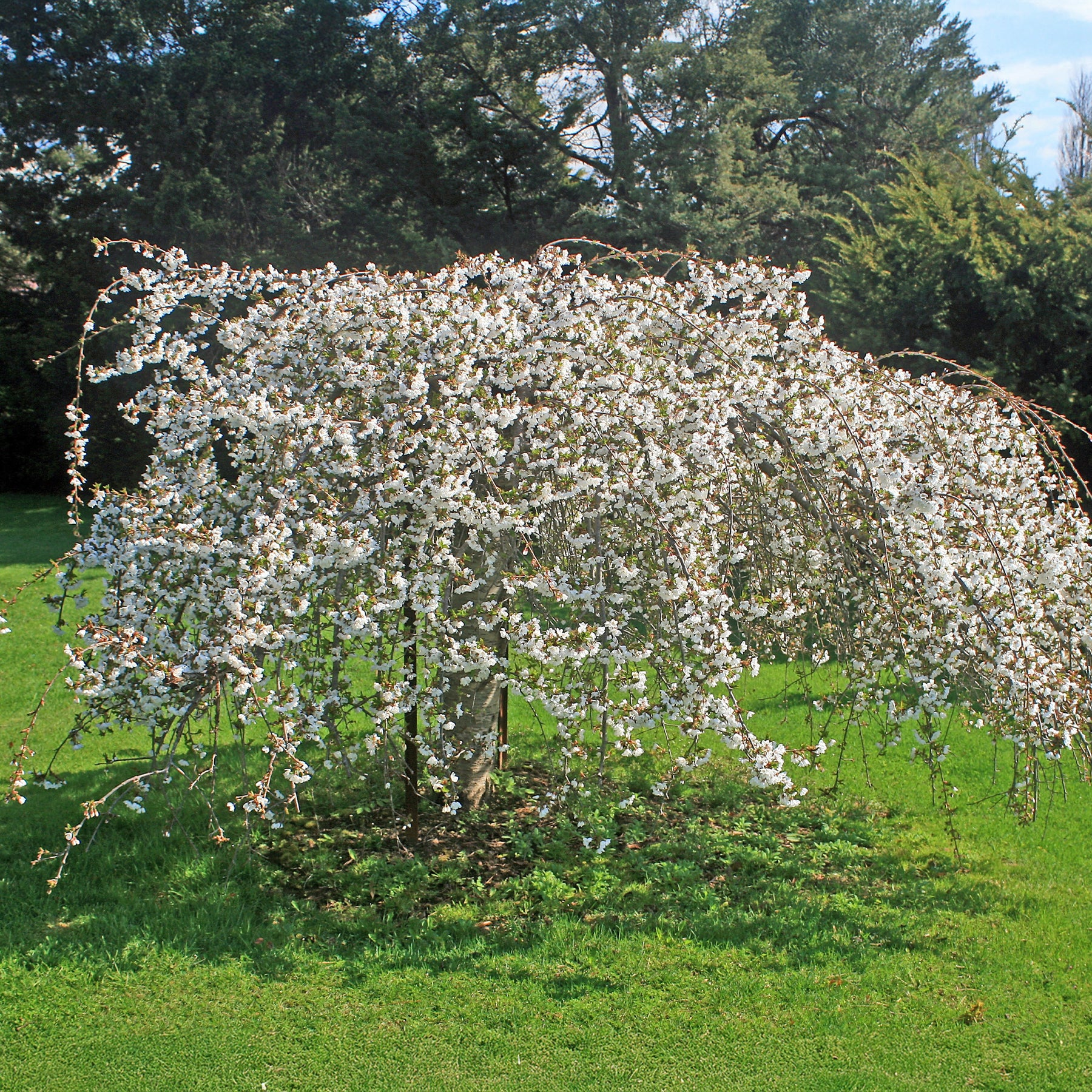 Prunus Snow Fountains - Treursierkers 'Snow Fountains' - Japanse kersenbloesem - Prunus