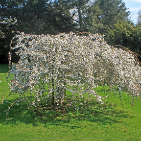 Prunus Snow Fountains - Treursierkers 'Snow Fountains' - Japanse kersenbloesem - Prunus