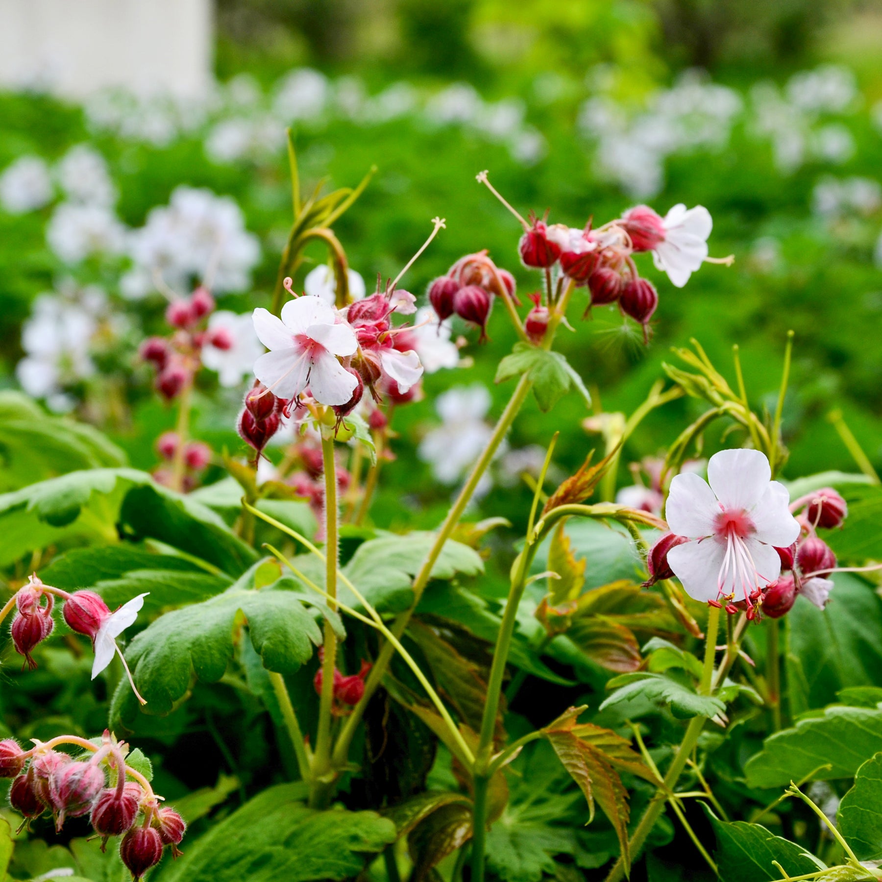 Ooievaarsbek 'Spessart'