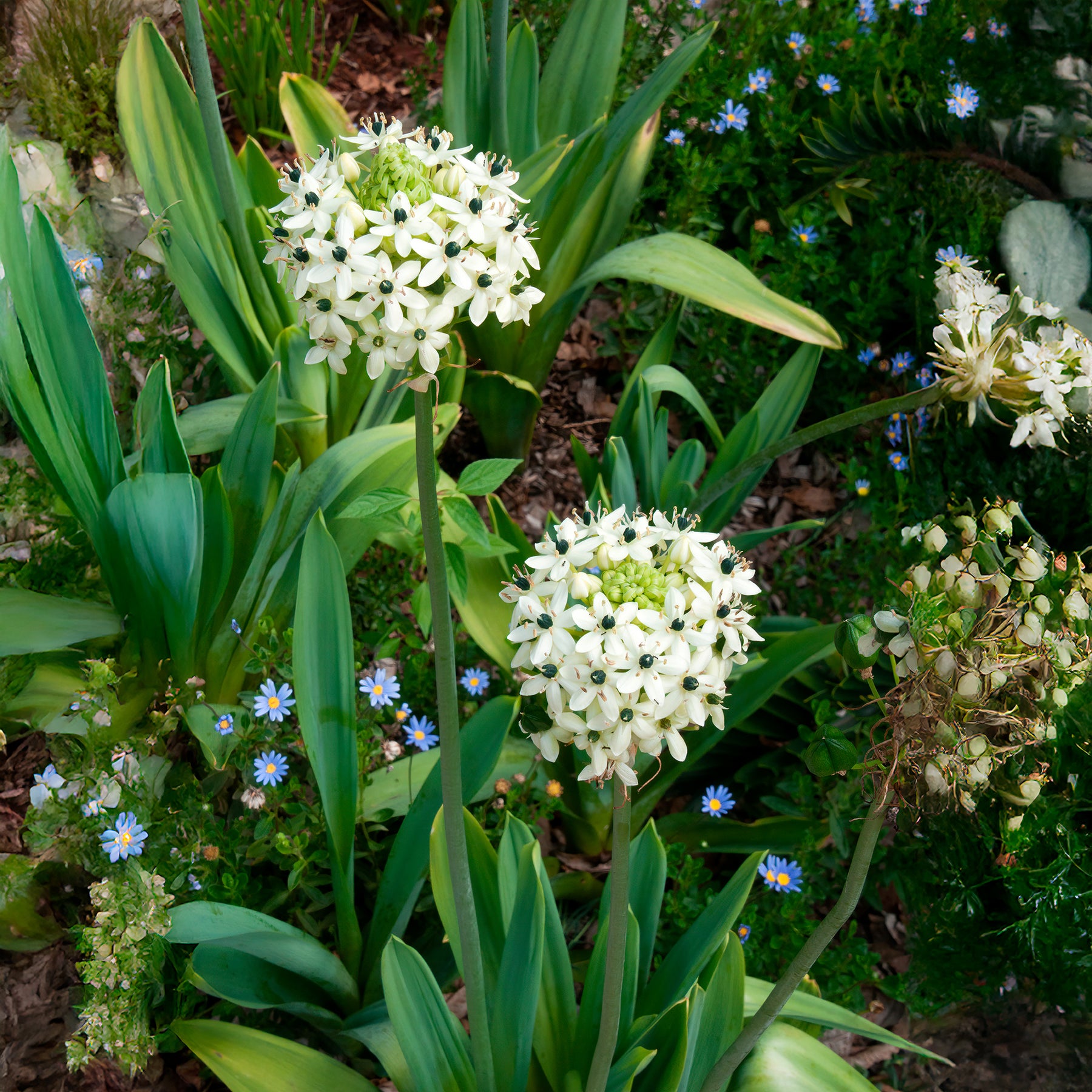 Vogelmelk (x3) - Ornithogalum saundersiae - Willemse