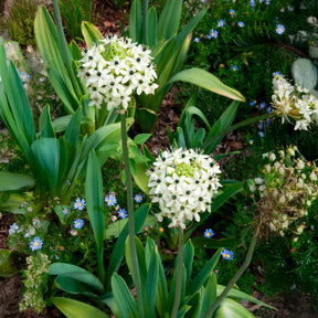Vogelmelk (x3) - Ornithogalum saundersiae - Willemse