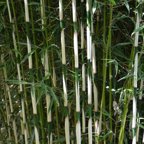 Bamboe Fargesia 'Campell' - Willemse