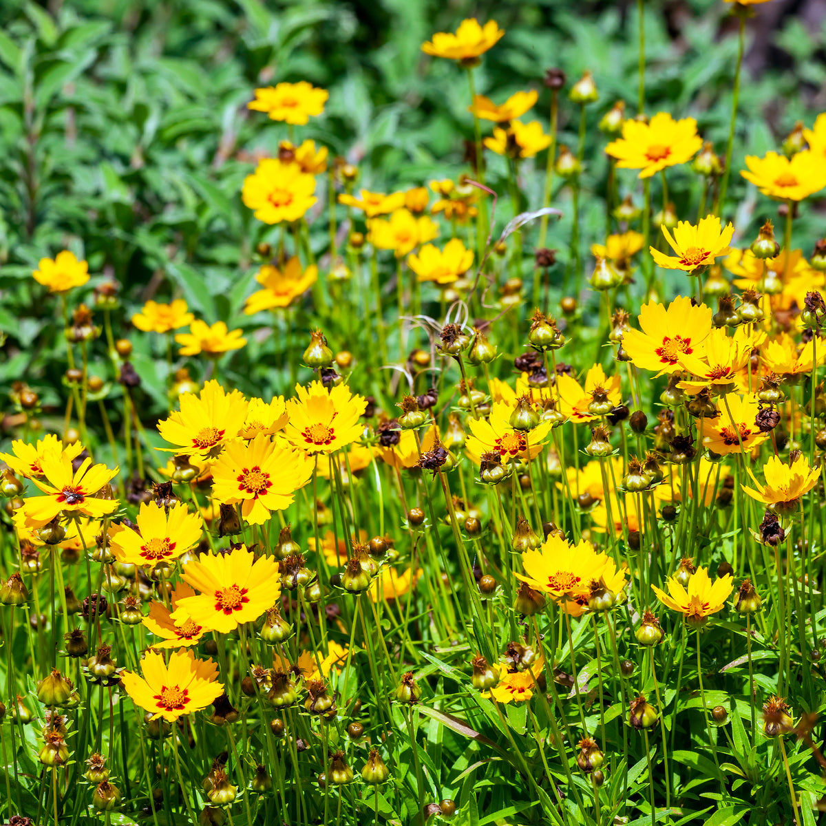 Meisjesogen - Coreopsis lanceolata Sterntaler - Willemse