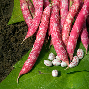 Kievitsboon 'Flambo' / 'Obtention Clause' - Willemse