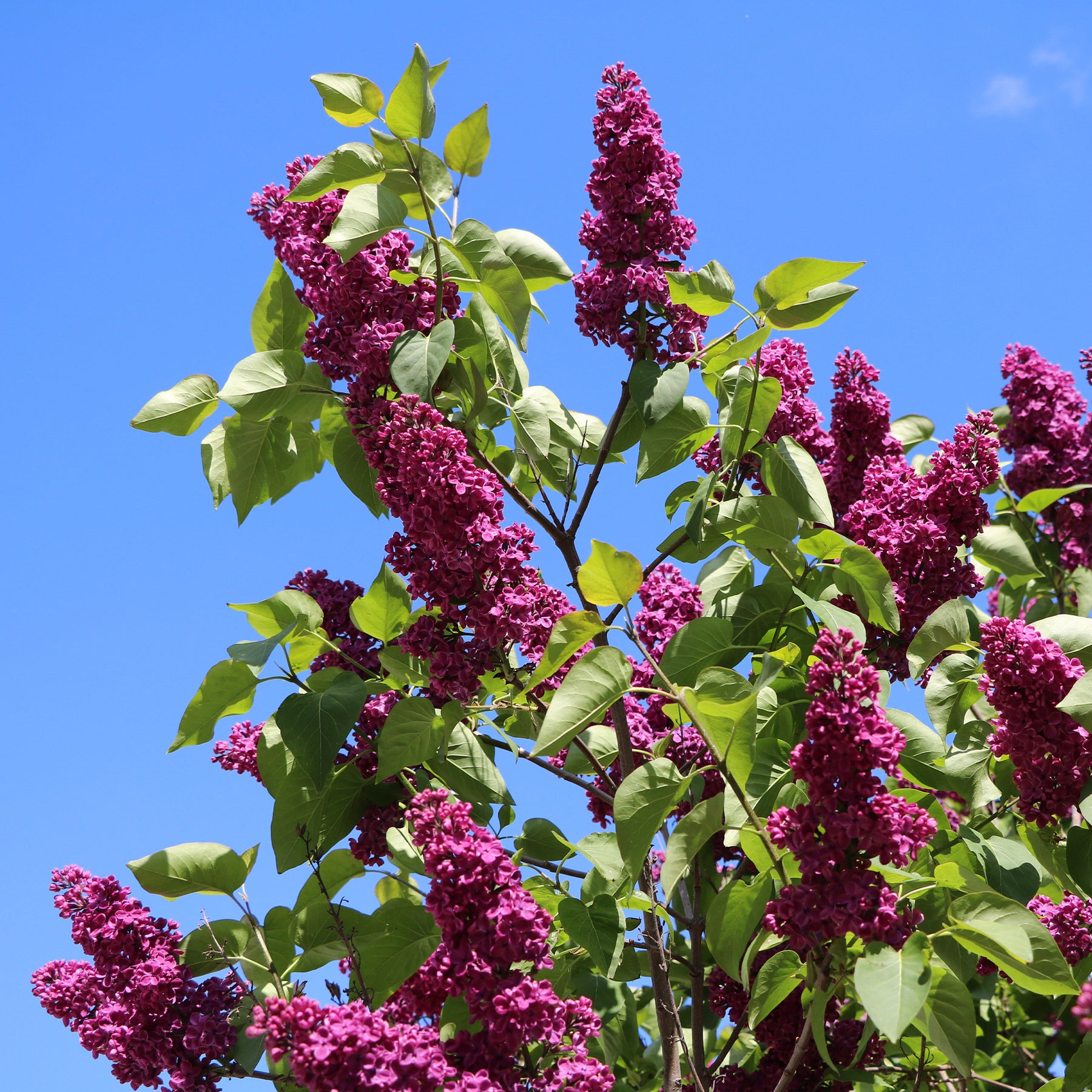 Dubbelbloemige sering - rood - Willemse