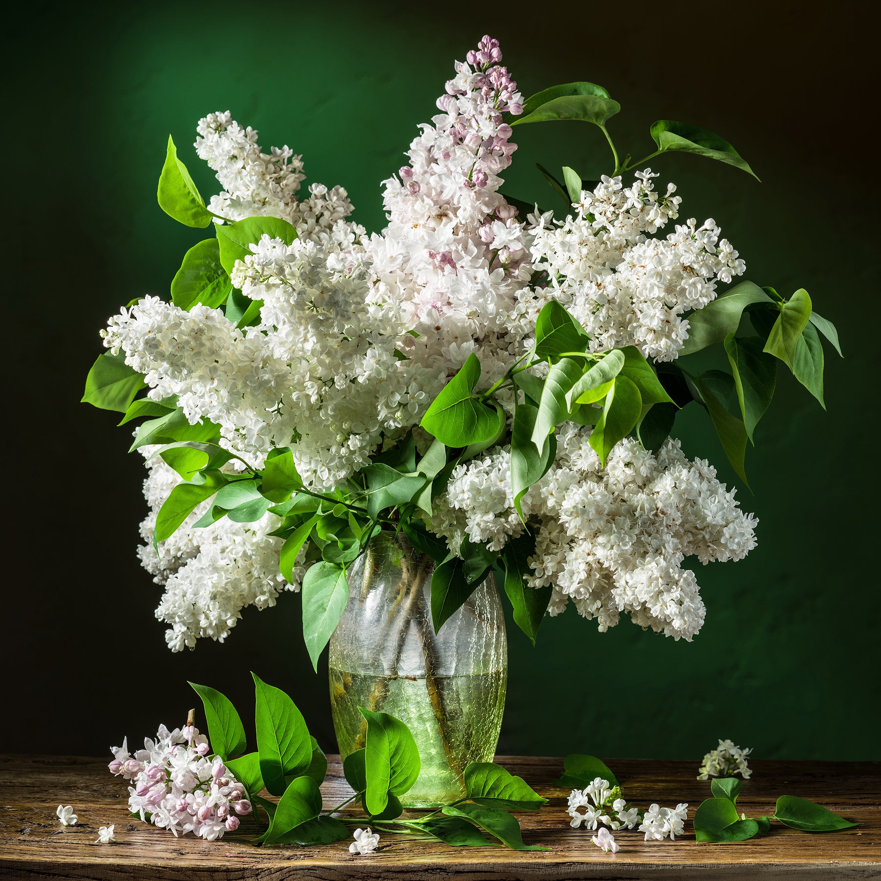 Syringa vulgaris Madame Lemoine - Dubbelbloemige sering - wit - Sering