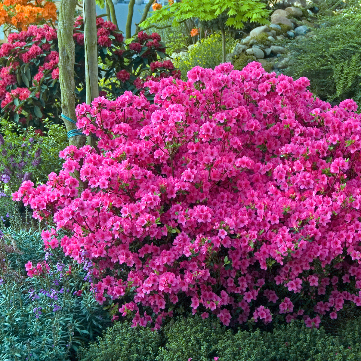 Japanse azalea - roze - Azalea japonica pink - Willemse