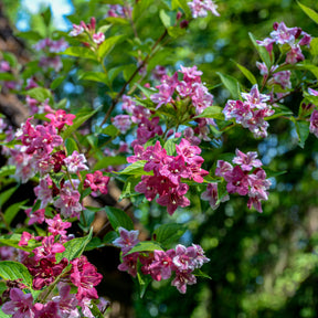 Weigelia 'Pink Princess' - Willemse