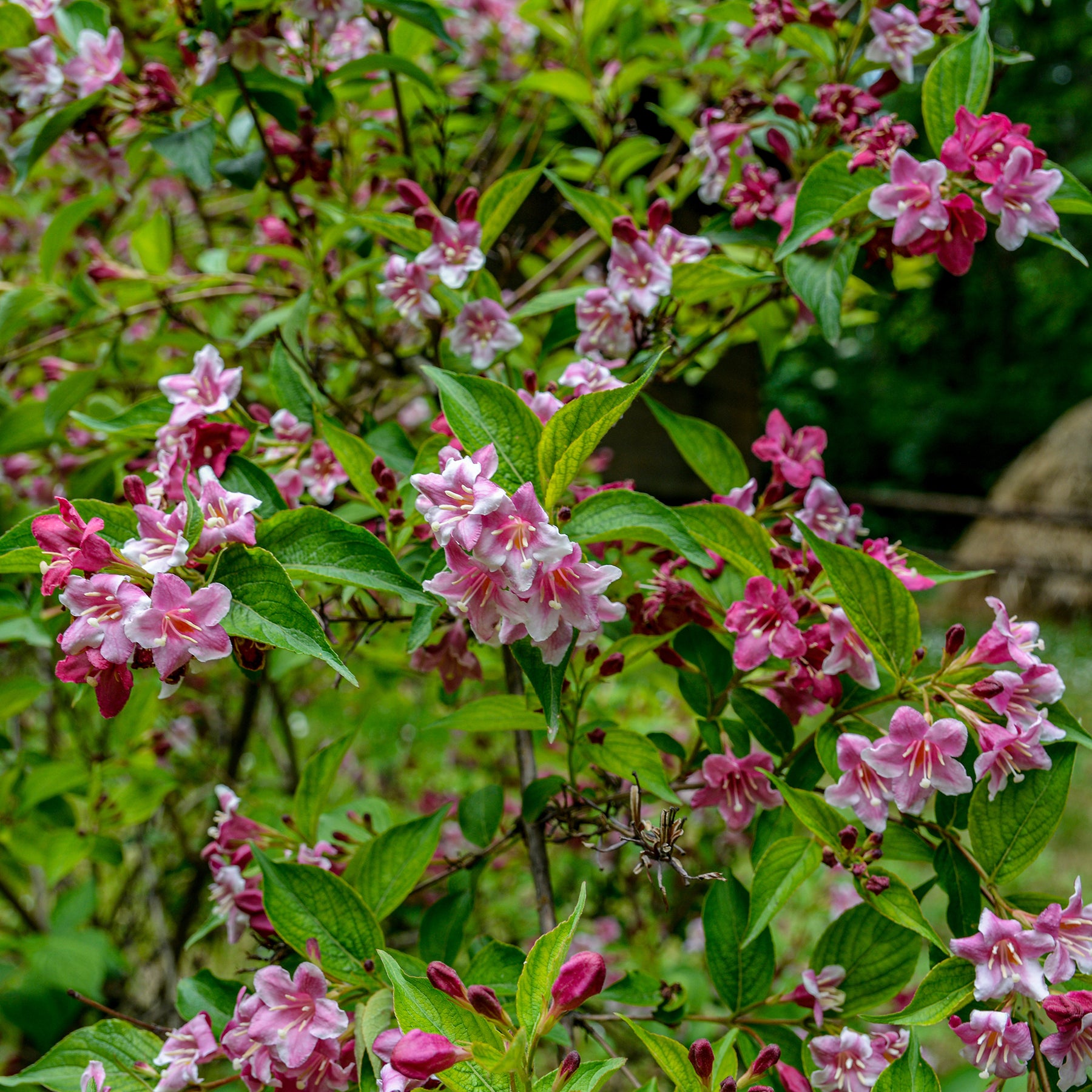 Weigela pink princess - Weigelia 'Pink Princess' - Bloeiende heesters