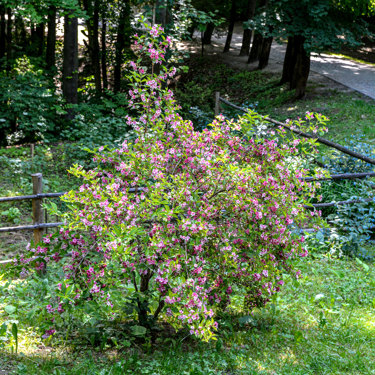 Weigelia 'Pink Princess' - Weigela pink princess - Willemse