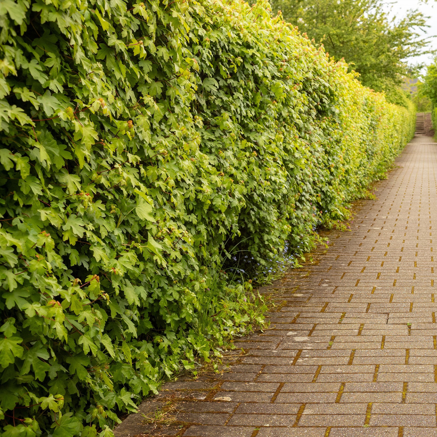 Verkoop Spaanse aak (x10) - Acer campestre