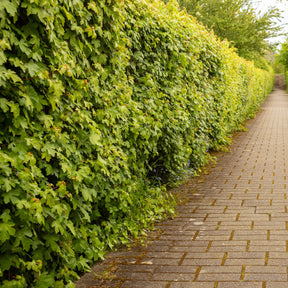 Verkoop Spaanse aak (x10) - Acer campestre