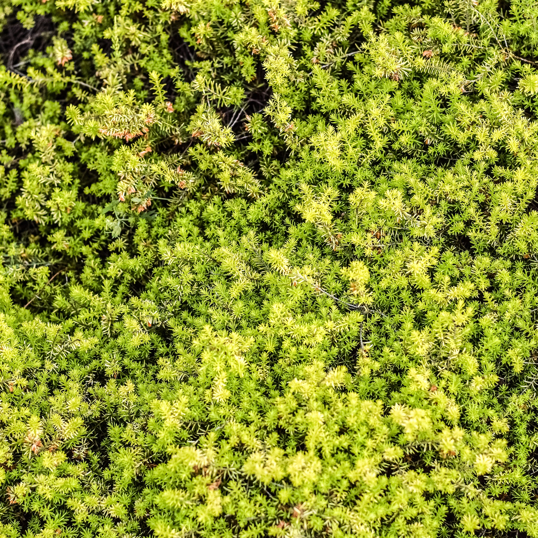 Winterheide 'Golden Starlet'
