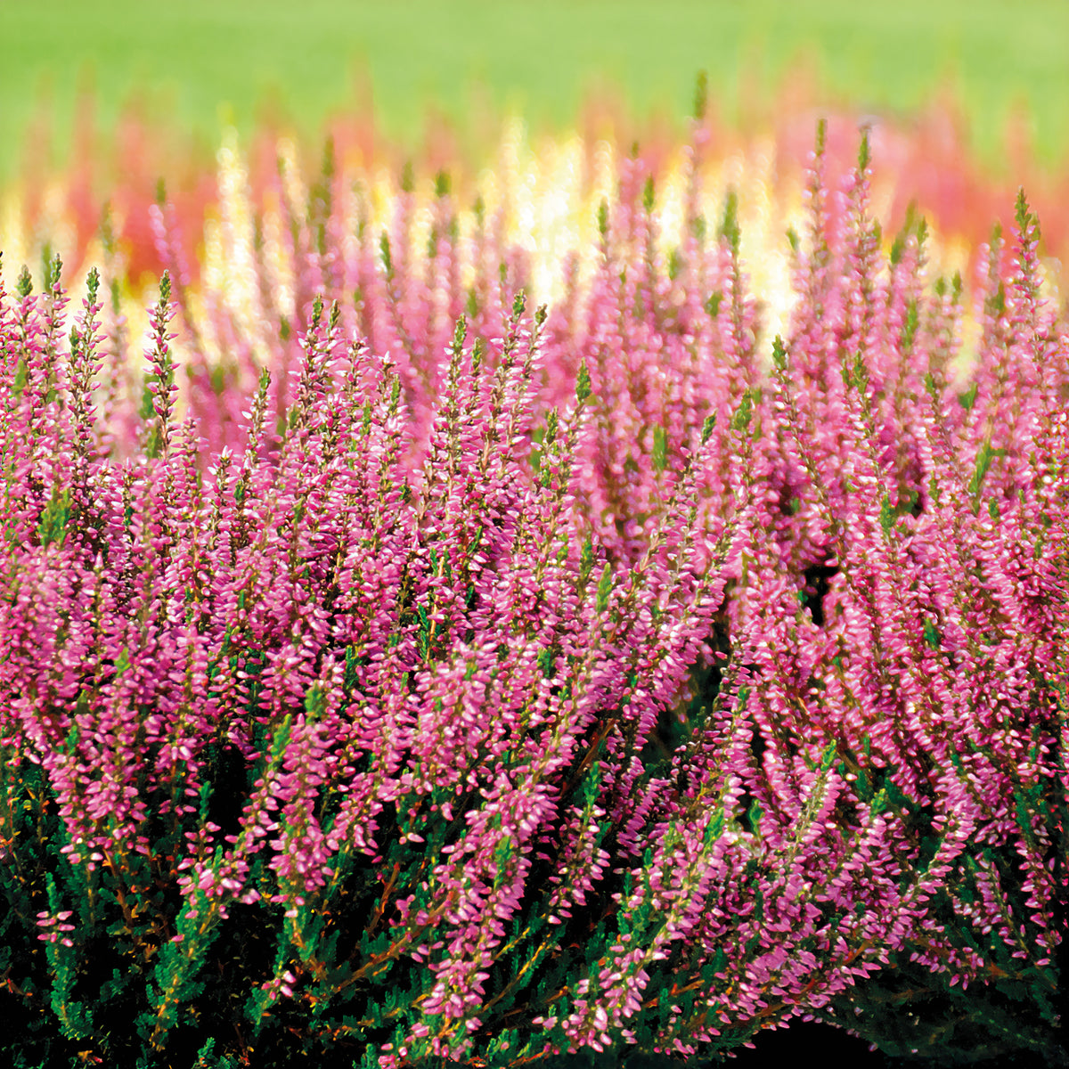 Dopheide 'Marlies' - Calluna vulgaris marlies - Willemse