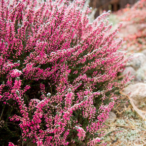 Dopheide 'Marlies' - Willemse