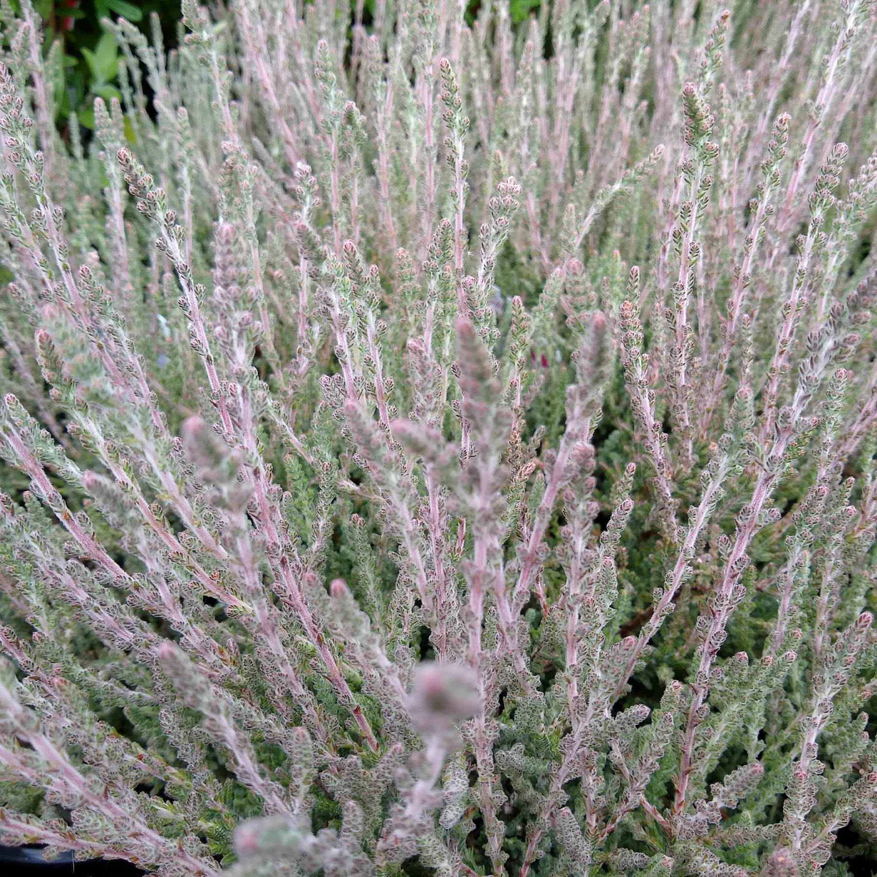 Struikheide 'Silver Knight'