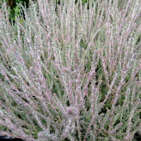 Struikheide 'Silver Knight'