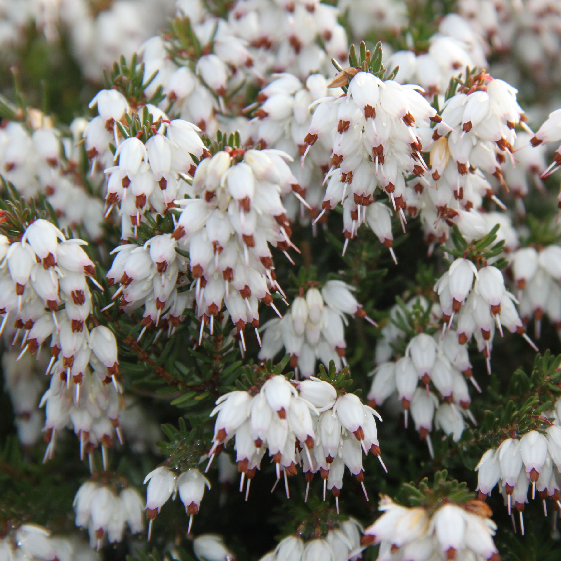 Winterheide 'White Glow' - Erica darleyensis white glow - Willemse