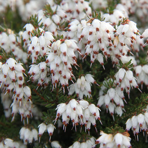 Winterheide 'White Glow' - Erica darleyensis white glow - Willemse