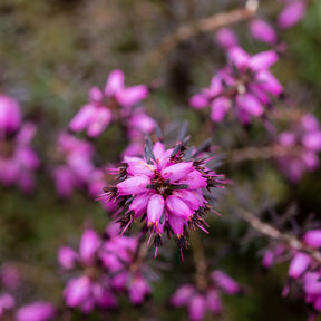 Winterheide 'J.W. Porter' - Willemse