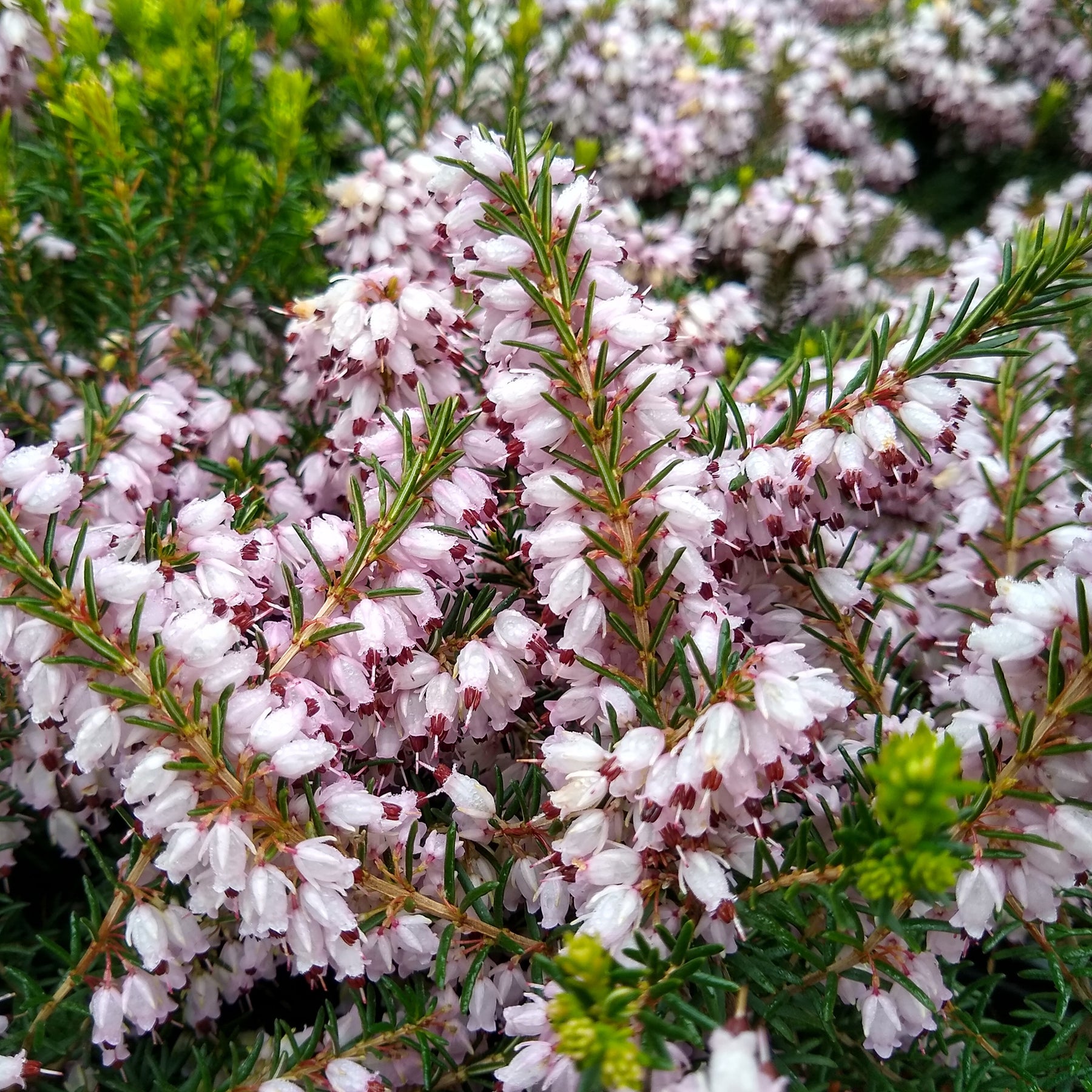 Winterheide 'Silberschmelze' - Erica darleyensis silberschmelze - Willemse