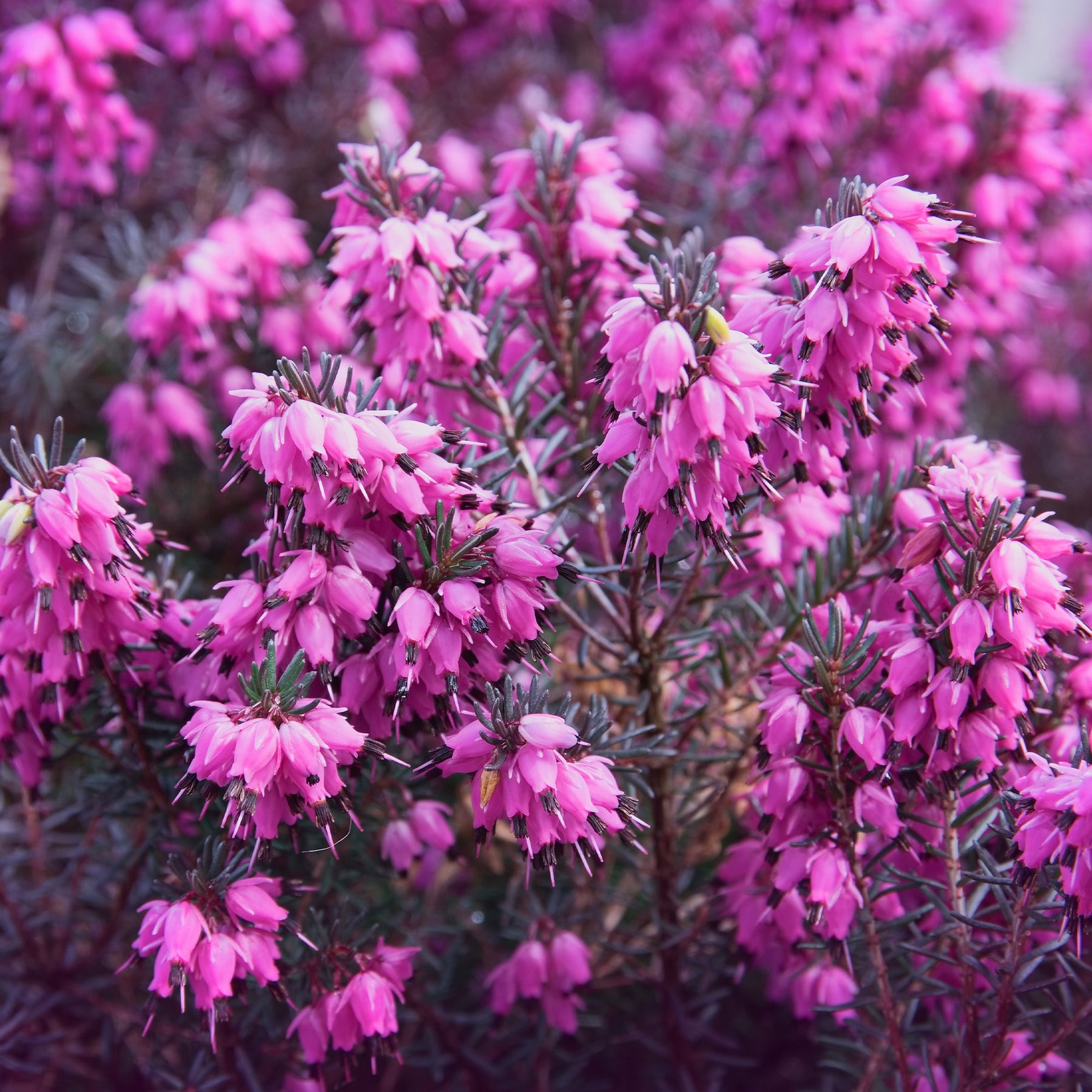 Winterheide 'Winter Belles ® 'Lucie' - Willemse
