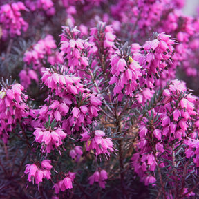 Winterheide 'Winter Belles ® 'Lucie' - Willemse