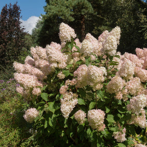 Pluimhortensia 'Phantom' - Hydrangea paniculata phantom - Willemse