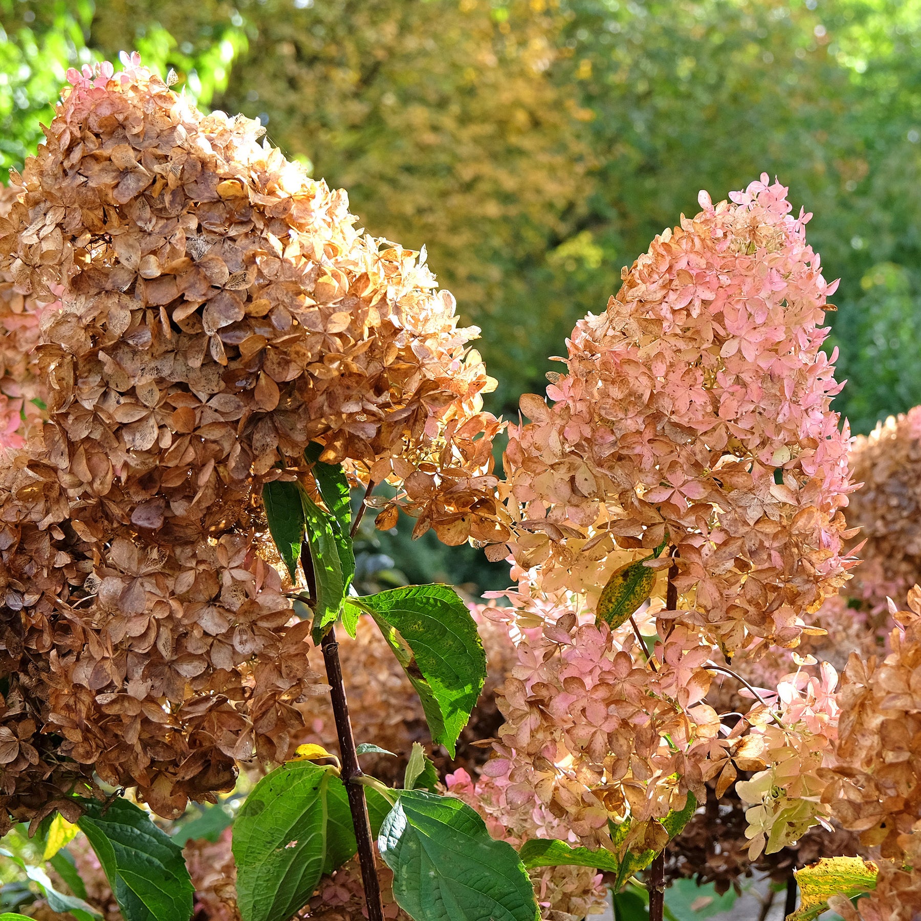 Pluimhortensia - Pluimhortensia 'Phantom' - Hydrangea paniculata phantom