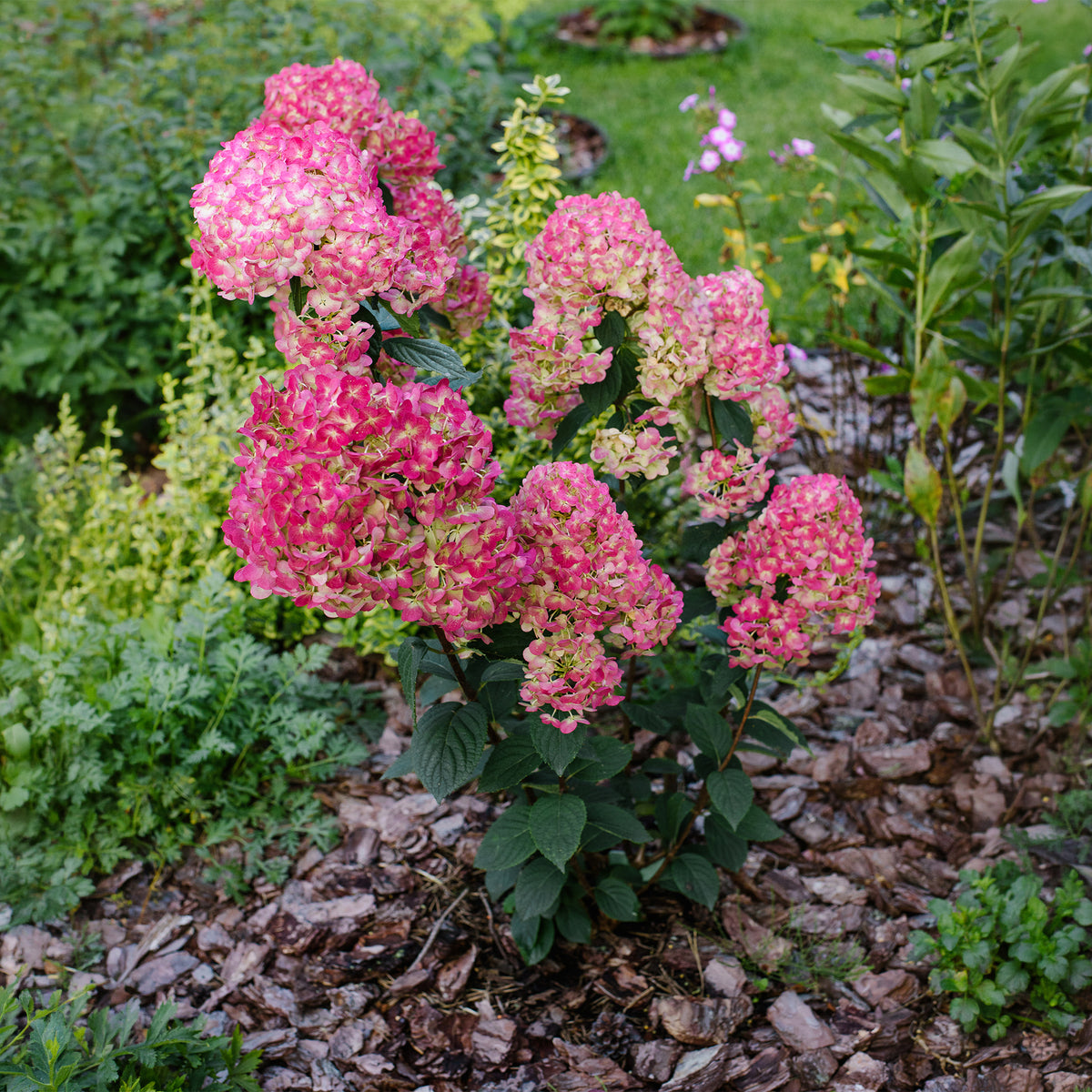 Pluimhortensia 'Framboisine ® Rensam'