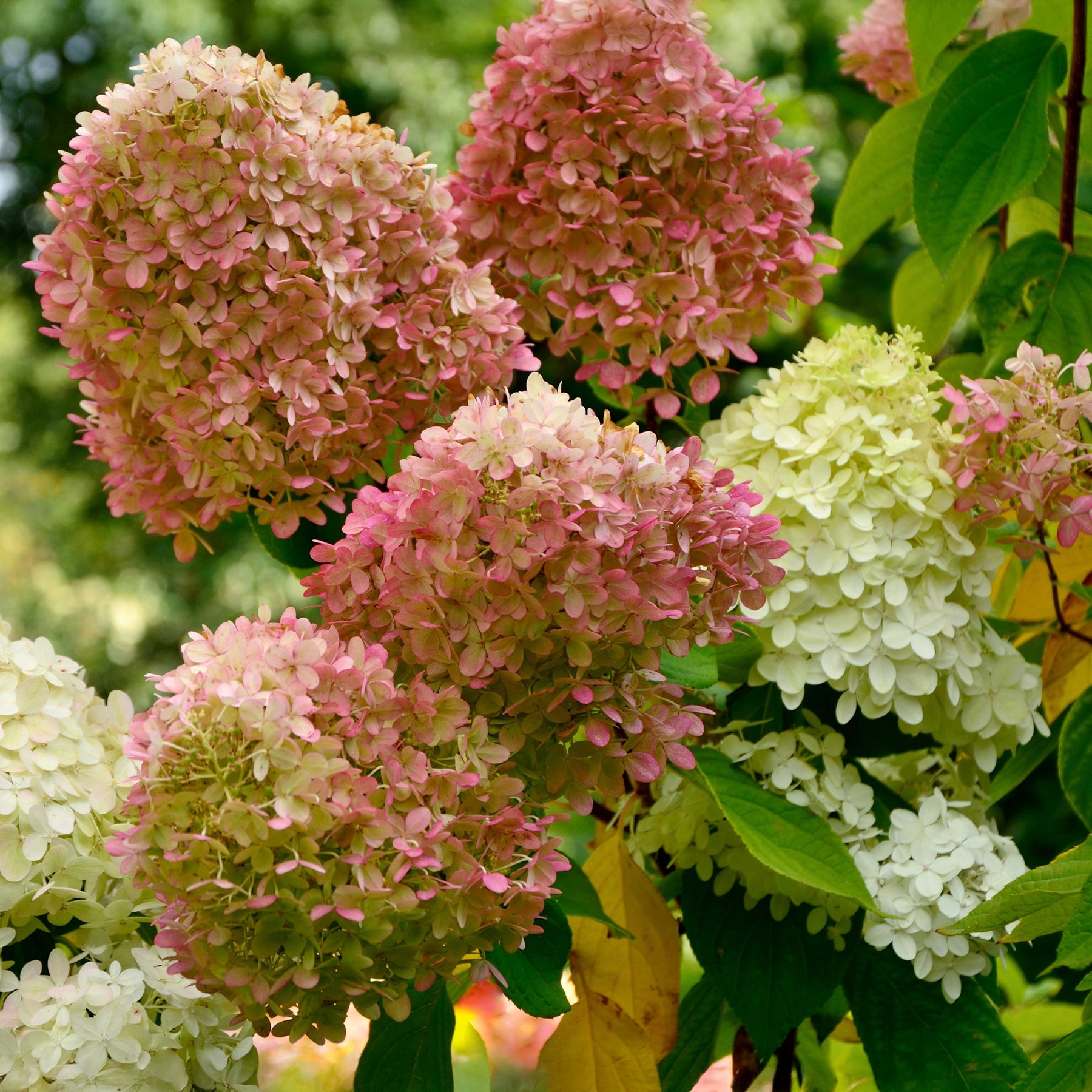 Pluimhortensia 'Romantic Ace'® 'Renvagor' - Willemse