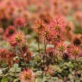 Stekelnootje - Acaena buchananii - Willemse