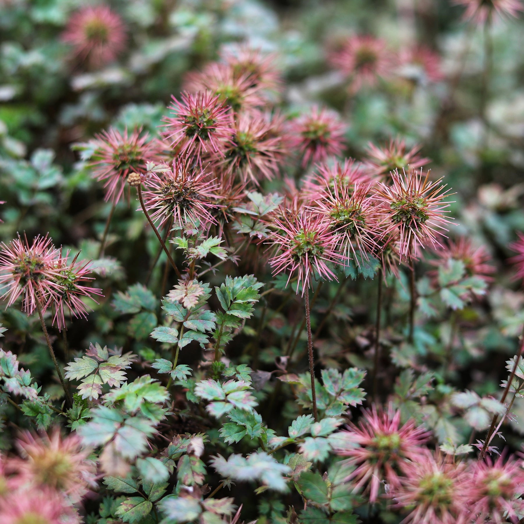 Vaste planten - Stekelnootje - Acaena buchananii